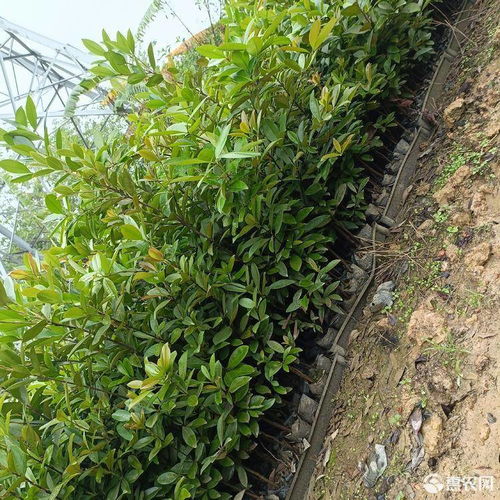 巴西樱桃苗庭院盆栽果树苗南北方种植价格4.5元 棵 惠农网